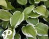 Hosta Lakeside April Snow