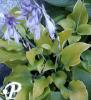 Hosta Lakeside Cha Cha