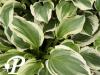 Hosta Lakeside Kaleidoscope