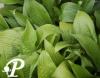 Hosta Little Black Scape