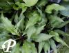 Hosta Little Red Rooster