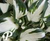 Hosta Loyalist