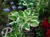 Hosta Minute man