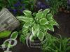 Hosta Moerheim