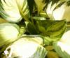 Hosta Morning Light R