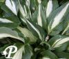 Hosta Night Before Christmans