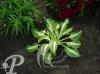 Hosta Night before Christ