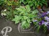 Hosta North Hills