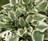 Hosta Pilgrim