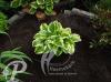 Hosta Queen Josephine