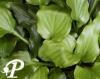 Hosta Red Stepper