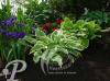 Hosta Regal Splendour
