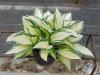 Hosta Remenber Me