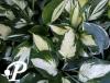 Hosta Revolution R
