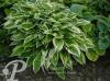 Hosta Silver Crown