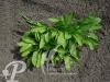 Hosta Snowflakes