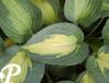 Hosta St Paul