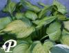 Hosta Stained Glass