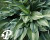 Hosta Striptease