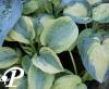Hosta Time Tunnel R