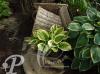 Hosta Twilight