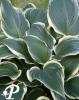 Hosta Yellow River