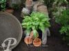 Hosta fortunei Albopicta