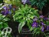 Hosta lancifolia