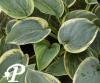 Hosta sugar Daddy