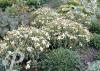 Hypericum olympicum Citrinum