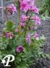 Incarvillea delavayi