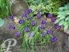 Iris  sibirica Shirley Pope