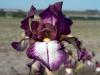 Iris Germanica Autumn Encore