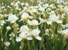 Iris Germanica B T Astra Girl