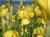 Iris Germanica B T Bella Vee