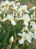 Iris Germanica B T Claire Louise