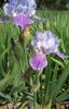 Iris Germanica B T Dainty
