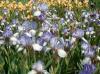 Iris Germanica B T Petit Moment