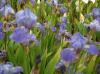 Iris Germanica B T Quit Place