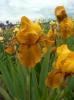 Iris Germanica Bronzaire
