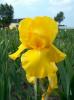 Iris Germanica Caroline Gold