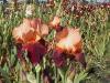 Iris Germanica Cimmaron Strip