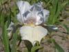 Iris Germanica Hi Ho Silver