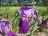 Iris Germanica Joanna