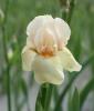 Iris Germanica Nel Jap