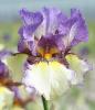 Iris Germanica On The Go