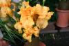 Iris Germanica Robusto