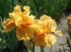 Iris Germanica Season Ticket