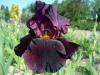 Iris Germanica Sunday Pinch