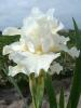 Iris Pumila Avanelle